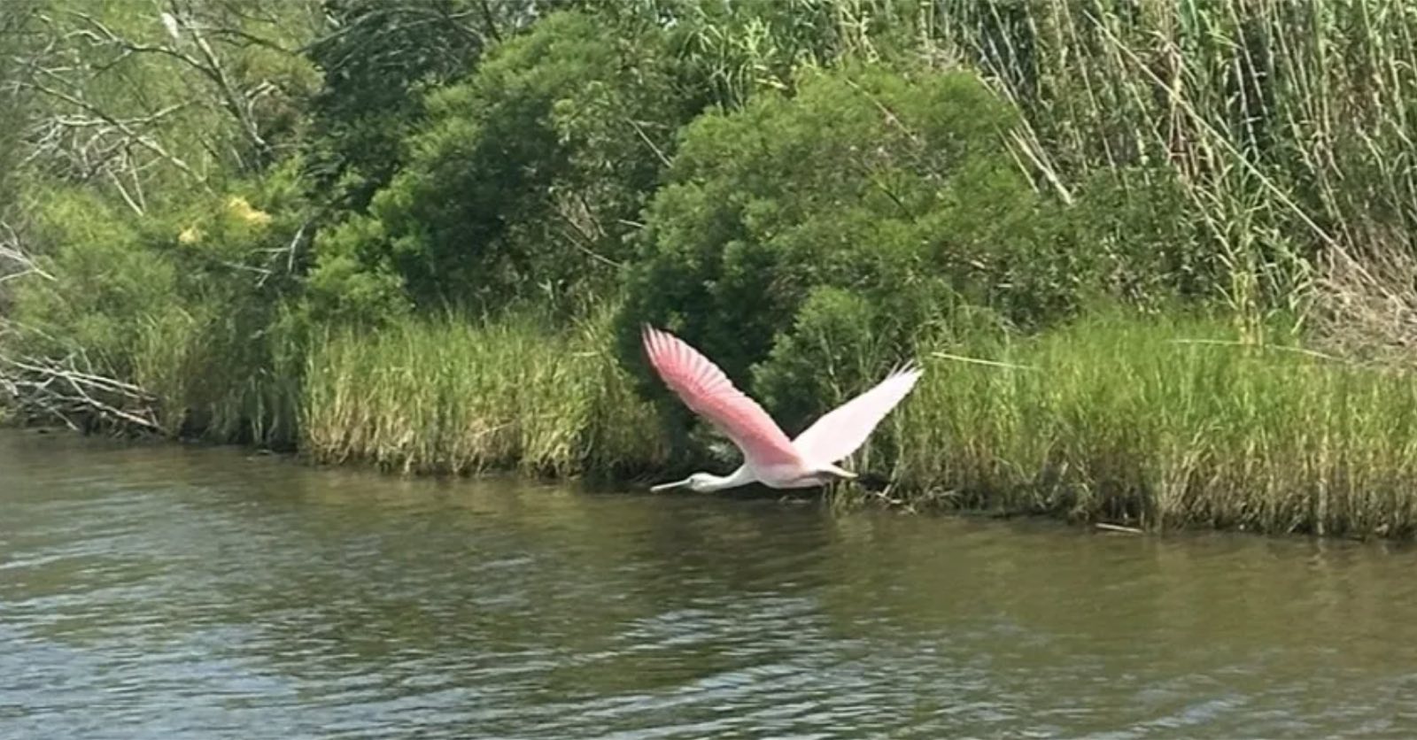 What Wildlife Can You Actually See Kayaking in the Louisiana Swamps?