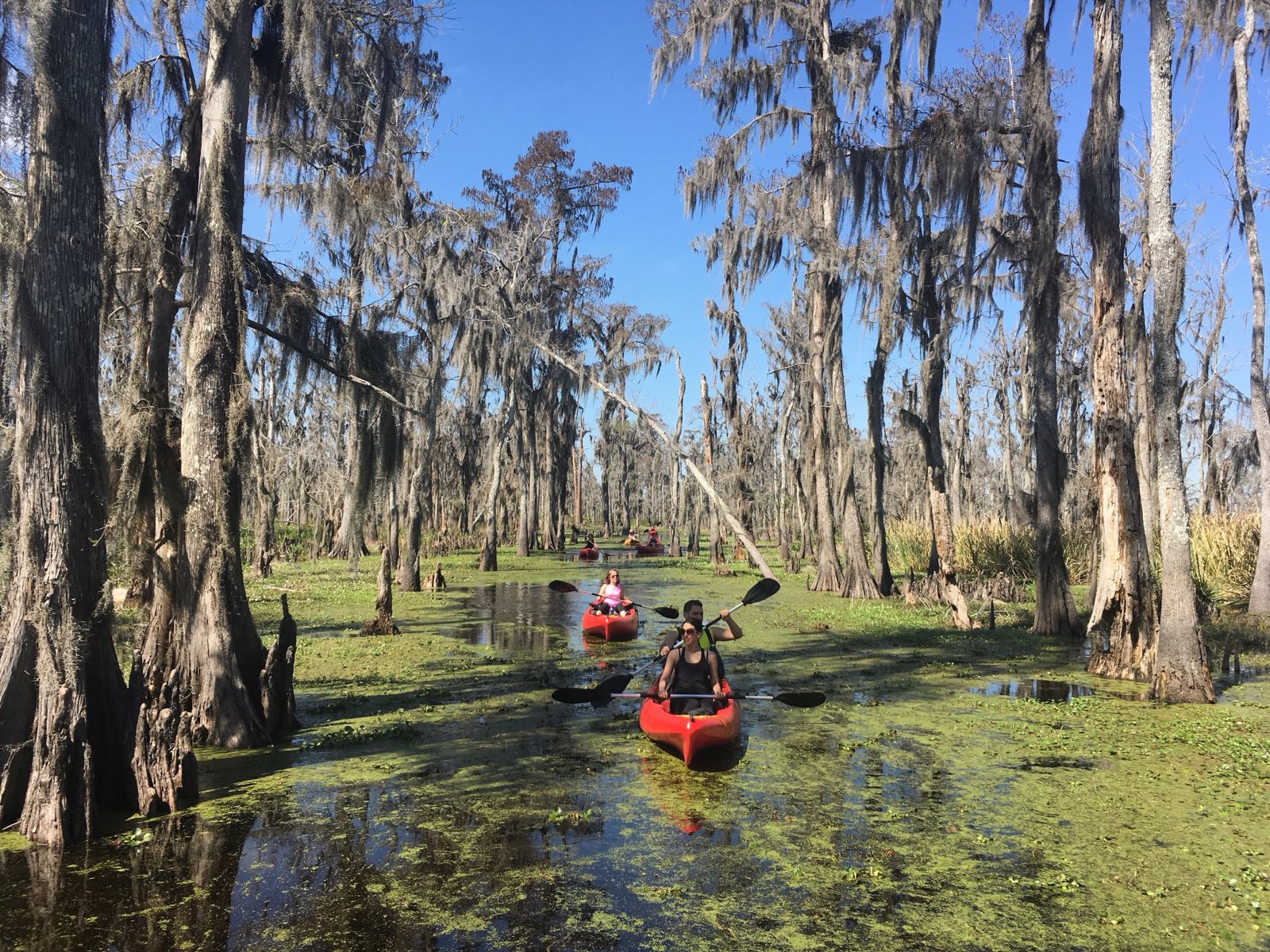 A Football Field Every 100 Minutes: Why Louisiana’s Swamps Are Vanishing