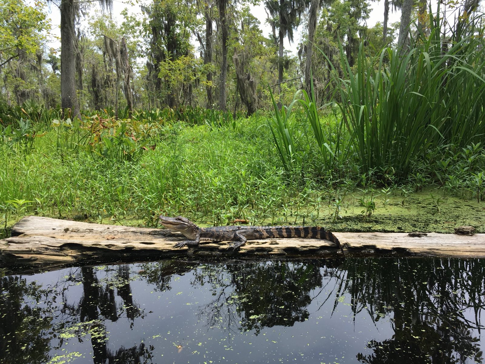 Is Manchac Swamp Haunted? The True Story of Julia Brown