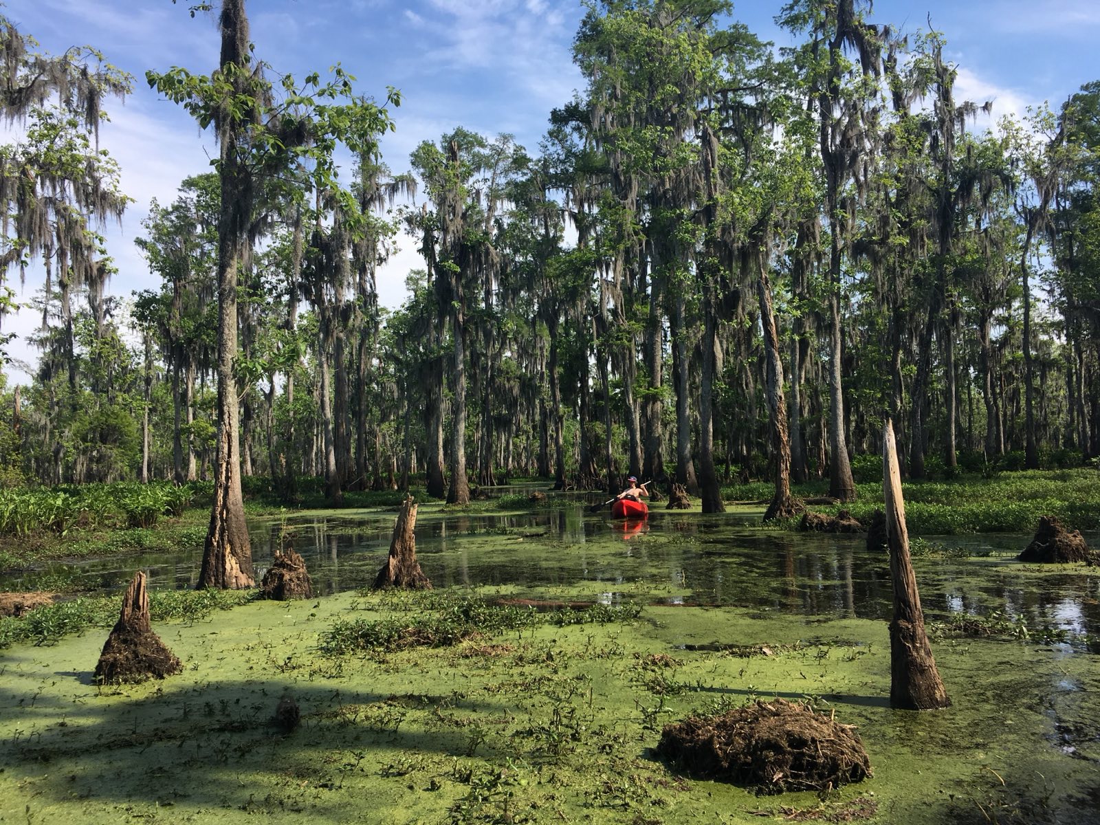 Is It Safe to Kayak With Alligators?